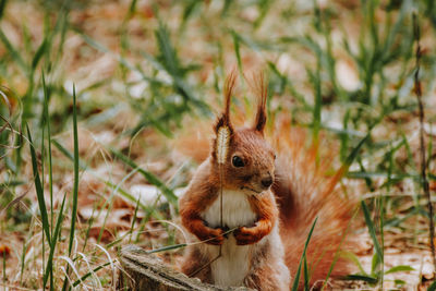 Close-up of squirrel on rock