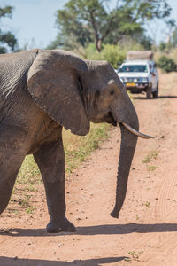 Profile view of african elephant walking in forest