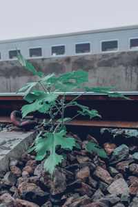 Close-up of plant against building