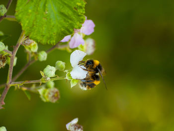 Close-up of bumblebee on white flower