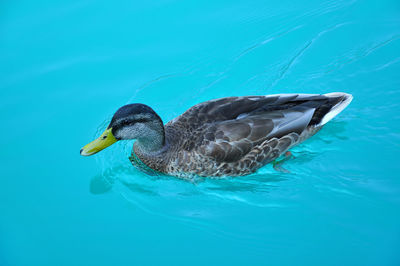 Swimming duck in beautiful turquoise lake water