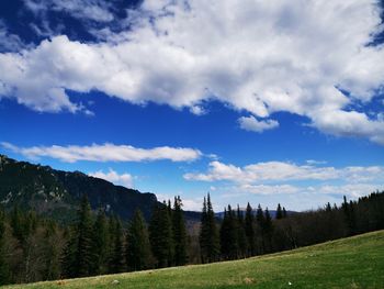 Scenic view of pine trees against sky