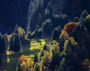 Scenic view of trees in forest against sky