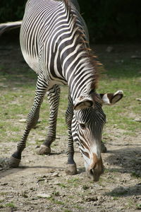 Zebras standing on field