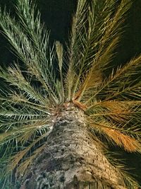 High angle view of palm tree