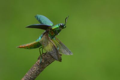 Close-up of insect on plant