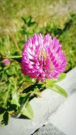 Close-up of pink flowers