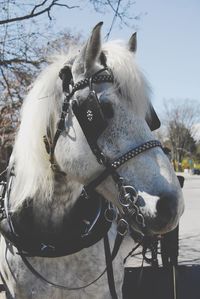 Close-up of a horse