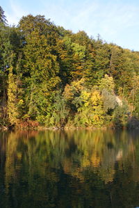 Reflection of trees in calm lake