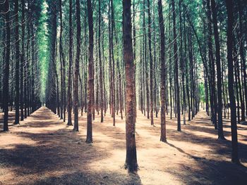 Trees in forest