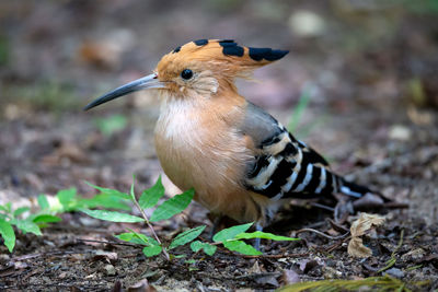 Close-up of a bird