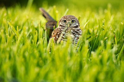 Close-up of bird on grass