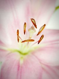 Full frame shot of pink lily