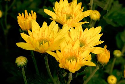 Close-up of yellow flowering plant in field