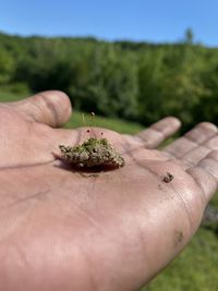 Close-up of hand holding small plant