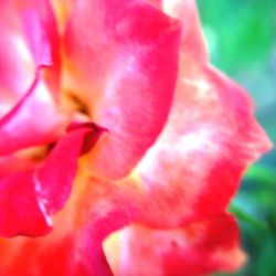 Close-up of pink flowers