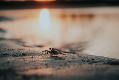 Close-up of crab on beach