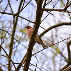 Low angle view of bird perching on branch