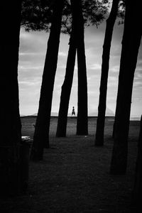 Silhouette trees on beach against sky