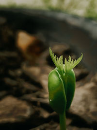 Close-up of flower buds growing on field