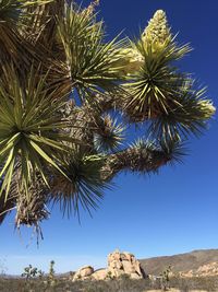 Low angle view of palm tree against sky