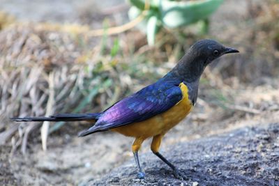 Close-up of bird perching on a land