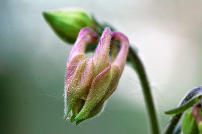 Close-up of pink flower bud