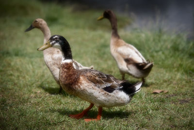 Close-up of birds on grass