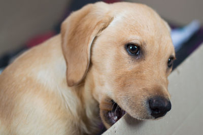 Close-up of dog looking away