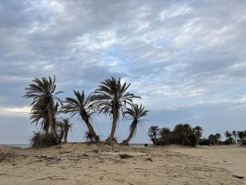 Palm trees on desert against sky