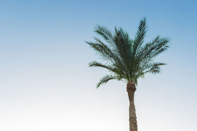 Low angle view of coconut palm tree against clear sky