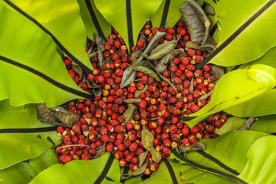 Close-up of green leaves