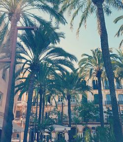 Low angle view of palm trees