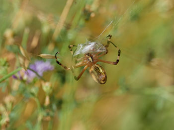 Garden spider, argiope trifasciata, hunting a butterfly, near almansa, spain.