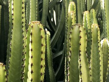 Close-up of succulent plant