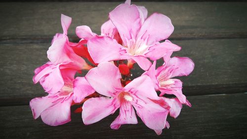 Close-up of pink flowers