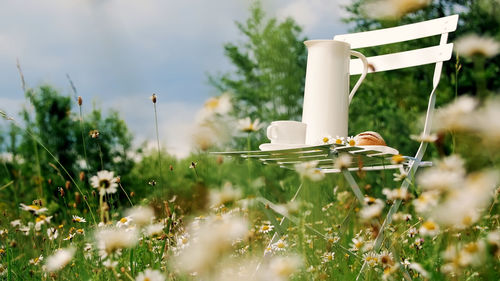 Among the chamomile lawn against the blue sky is a white chair on it a composition from a white jug,