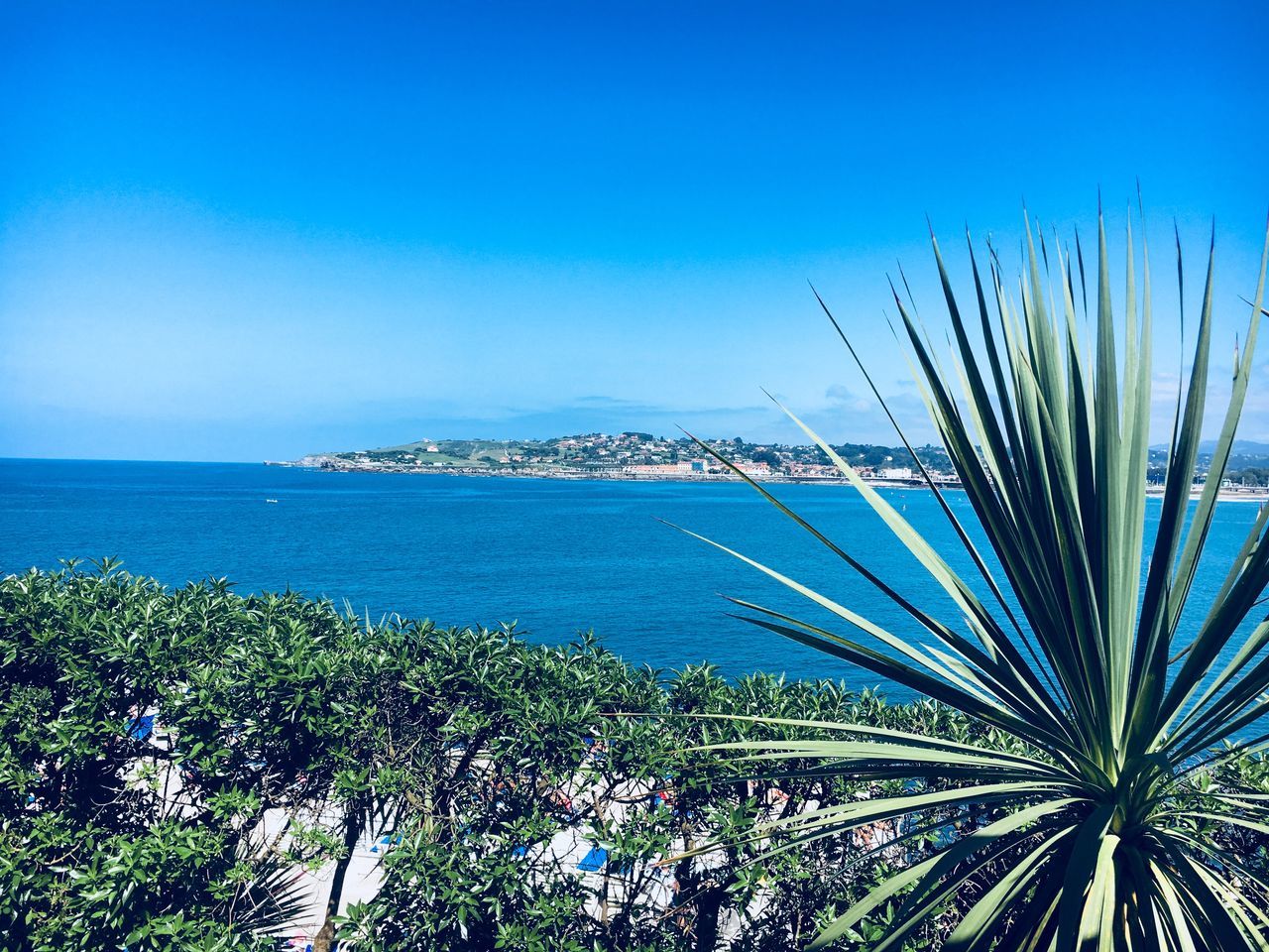 water, sea, sky, plant, beauty in nature, tree, blue, horizon over water, scenics - nature, growth, nature, tranquility, horizon, palm tree, tranquil scene, day, tropical climate, no people, beach, outdoors, palm leaf, coconut palm tree