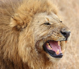 animal
