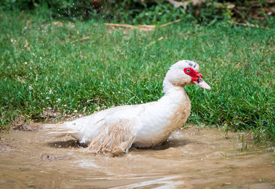 Side view of a bird on field
