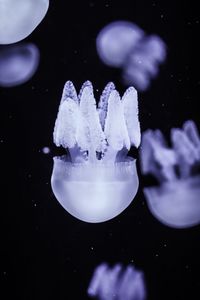 Close-up of jellyfish swimming in sea