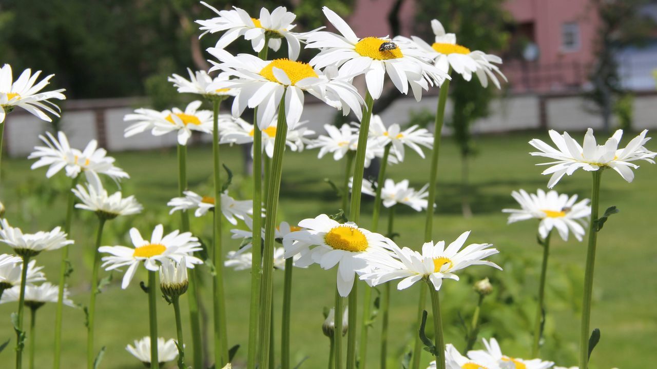 flower, freshness, fragility, petal, white color, growth, flower head, daisy, beauty in nature, focus on foreground, blooming, nature, plant, stem, yellow, field, close-up, in bloom, pollen, day