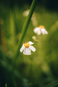 Close-up of white flowering plant