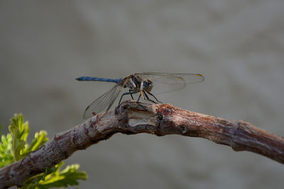 Close-up of dragonfly on branch