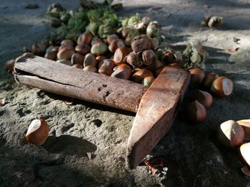 High angle view of wood on rock