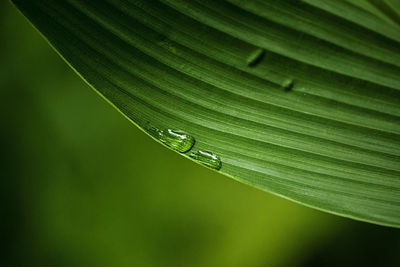 Drops of water on the leaves in the morning