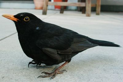 Male blackbird