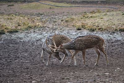 Two deer fighting on mud landscape
