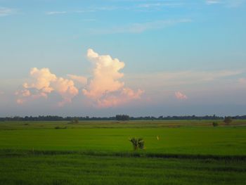Scenic view of agricultural field against sky