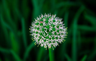 Close-up of blue flowering plant